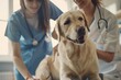 © Vorda Berge - A veterinarian is examining a dog in a clinic while the owner watches