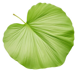 Sticker - PNG Plant green leaf xiaolongbao.