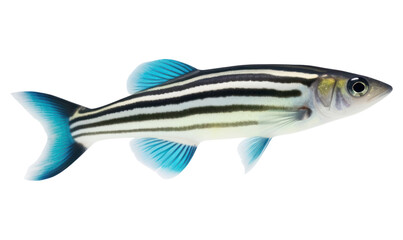 Sticker - PNG Animal fish pomacanthidae underwater.