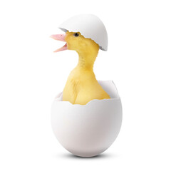 Poster - Cute fluffy gosling hatched from egg on white background