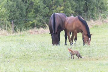 red fox Vulpes vulpes on hunting tour in a meadow