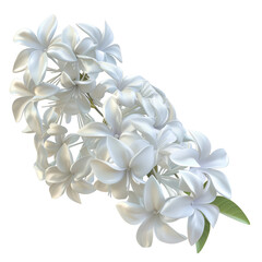 Canvas Print - Blooming jasmine flowers on isolated transparent background