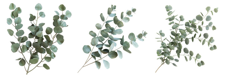 Poster - Elegant eucalyptus branches, on isolated transparent background