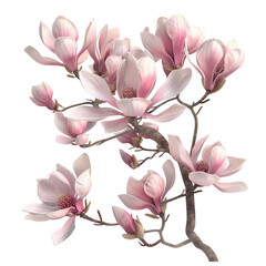 Sticker - Magnolia blossoms, on isolated transparent background