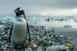 © talkative.studio - A lone penguin standing amongst a field of plastic pollution on a beach