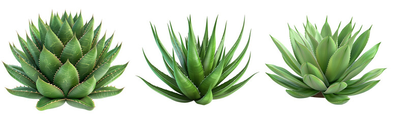 Wall Mural - Aloe vera plant with succulent leaves on isolated transparent background