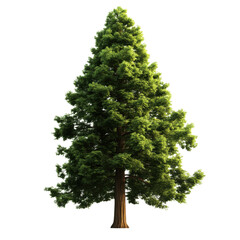 A lush green pine tree showcasing vibrant foliage and a strong trunk, perfect for nature-themed projects and backgrounds.