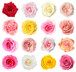 Sticker - Many beautiful roses isolated on white, set