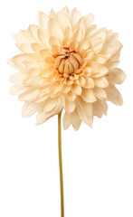 Poster - PNG  Real Pressed a Dahlia Flower dahlia flower plant.