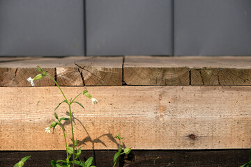 Wall Mural - background, wooden step with different types of wood, flower in the foreground, gray wall in the background