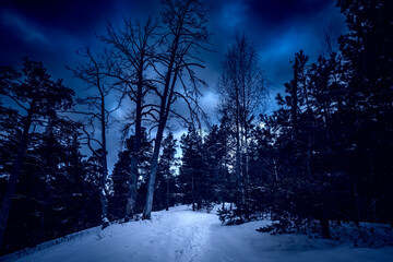 Poster - dark, mystic, magic forest winter with silhouette trees on the evening sky.