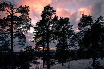 Poster - dark, mystic, magic forest winter with silhouette trees on the evening sky.