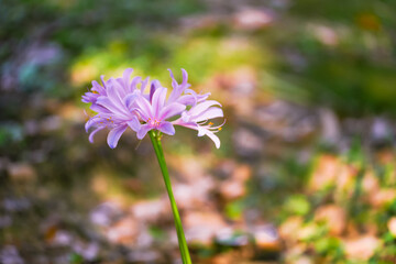 Colorful garlic in the park