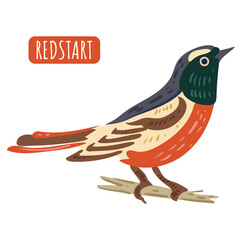 Redstart, cute bird. Isolated bird vector illustration.