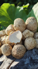 The White Truffle Festival in San Miniato. a holiday in Italy. white truffle