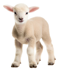 Poster - PNG Baby Lamb livestock animal mammal.