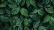 © crazyass - Lush Dark Green Foliage, abundant textures create a deep and moody atmosphere, inviting exploration of nature’s intricate details and vibrant life.