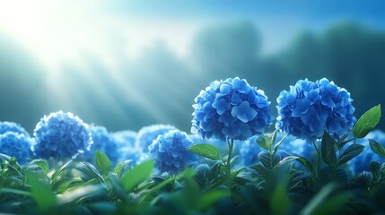 Poster - Blue Hydrangea Flowers in Sunlight with Green Leaves