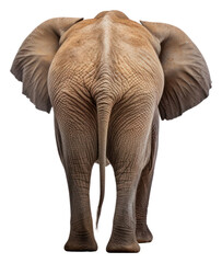 Sticker - PNG Wild elephant wildlife animal mammal.