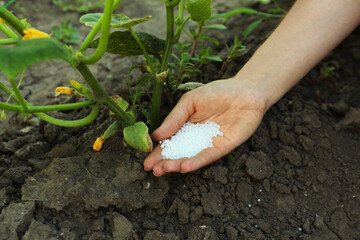 Wall Mural - Woman putting fertilizer onto soil under plant outdoors, closeup