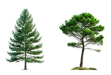 Poster - Pine tree in triangle and circle shape isolated on white or transparent background