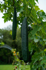 Luffa, loofah, gourds hanging from a trellis in an outdoor garden.