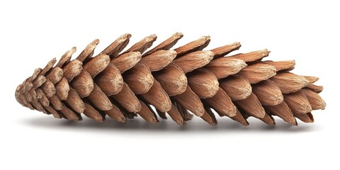 A detailed close-up image of a natural brown pine cone isolated on a white background, showcasing texture and pattern. 