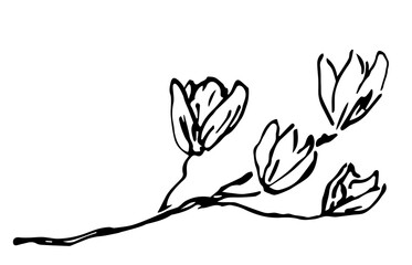 Wall Mural - Branch of a blooming magnolia, fragrant flowers. Simple vector drawing with black outline, ink sketch. Springtime.