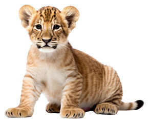 Sticker - PNG Baby liger wildlife animal mammal.