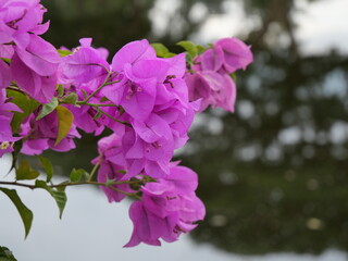 Colorful flowers in the garden beautiful and natural.