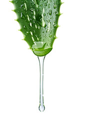 Transparent essence from aloe vera plant drips from leaves, isolated on white background