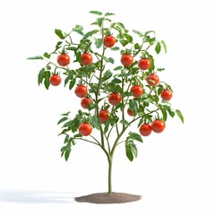 a small tree with green leaves and red tomatoes growing on it. the tree is surrounded by dirt and he