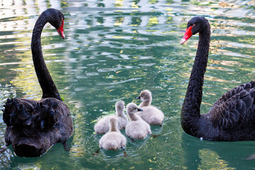 Black swans with four chicks swim in the lake, spring