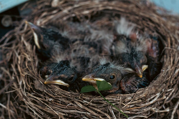 Baby bird in nest