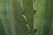 © Eve Saint-Ramon - cactus spike details