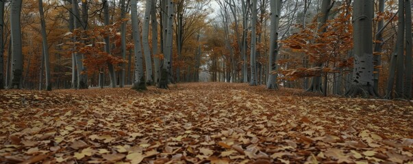 Wall Mural - Autumn forest with leaves covering the ground, 4K hyperrealistic photo,