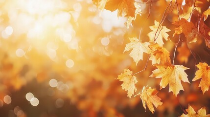Wall Mural - Golden Autumn Background: Maple leaves in sunlight, serene scene with warm bokeh.