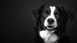 © indyntk - Black and white photo of a playful dog sitting against a solid black background capturing a joyful expression