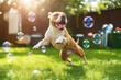 © Dejan - Happy Pitbull dog playing with bubbles in a sunny garden, capturing the joy and energy of a playful moment outdoors
