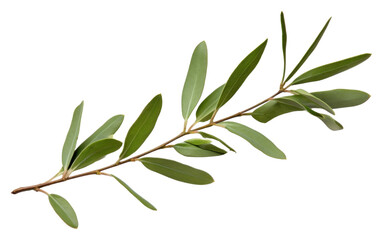 Canvas Print - PNG Olive branch plant herbs leaf.