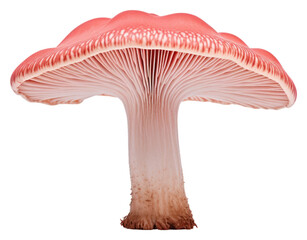 Canvas Print - PNG Coral milky cap mushroom fungus agaric plant.