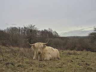 Highland cow in the pasture