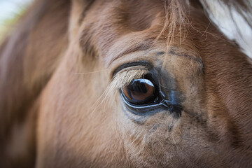 Close-up view of a horse's eye with noticeable lashes