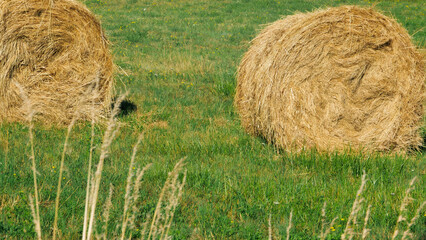 Round hay bales drying on the field in summertime