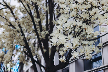 Cherry blossom in South Korea, blooming sakura cherry trees in the streets of Seoul, spring sunny day, Republic of Korea, pink Cherry blossoms, azalea and magnolia flowers, spring blossom season