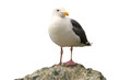 © Jans Creative Studio - Seagull on a rock, isolated image on transparent background