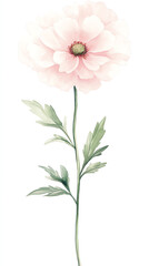 Wall Mural - Elegant watercolor painting of a delicate pink peony flower with green leaves, isolated on a white background, perfect for art and decor purposes.