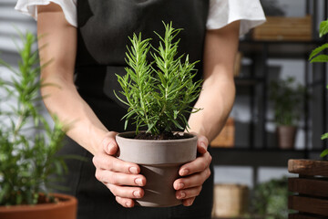 Wall Mural - Woman with potted herb at home, closeup