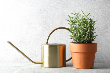 Rosemary plant growing in pot and watering can on grey textured table. Aromatic herb