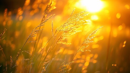 Close up summer grass on sunset meadow. Close-up summer meadow in the evening. The sun shines through the blades of grass. Setting sun in nature.